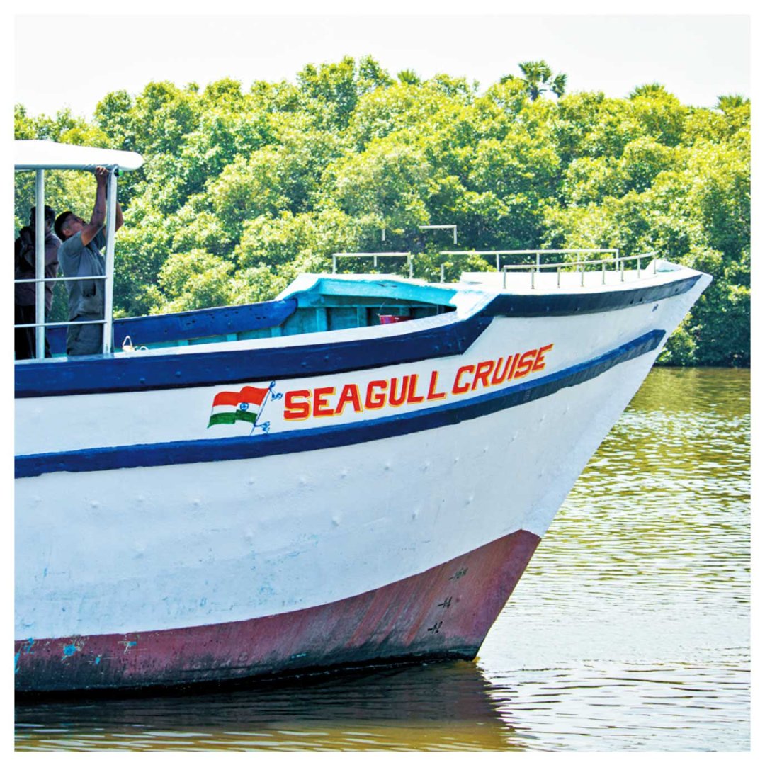 Seagull Cruise Boating in Pondicherry – Mangrove Boating Through Nature Trails