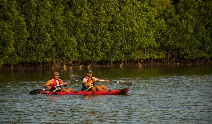 Kayaking Mangrove Forest View 2
