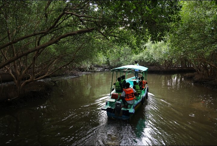 Mangrove Forest Boating in Pondicherry